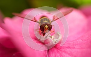 A beautiful Hoverfly feeding on a Pink flower