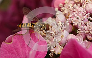 A beautiful Hoverfly feeding on a pink flower