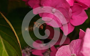 A beautiful Hoverfly hovering over a Pink flower