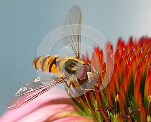 Beautiful Hoverfly pollination and holding a red pistils flower Rudbeckia Purple Coneflower.