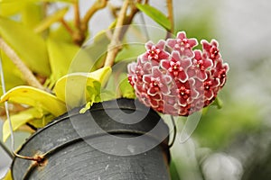 Beautiful hoya carnosa flowers