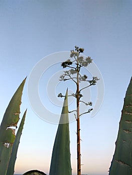 Beautiful huge agave with sky background