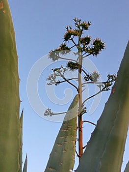 Beautiful huge agave with sky background