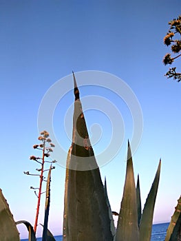 Beautiful huge agave with sky background