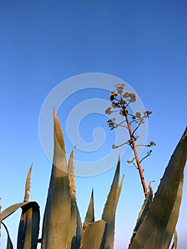 Beautiful huge agave with sky background