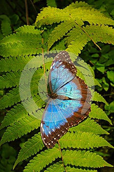 Beautiful huge blue butterfly is sitting at evergreen spiny fern aka Jurassic Era scenery, closeup, details