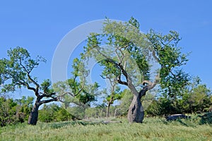 Beautiful huge ceiba trees, chorisia insignis, and landscape of Gran Chaco, Paraguay