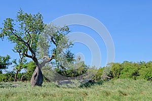 Beautiful huge ceiba trees, chorisia insignis, and landscape of Gran Chaco, Paraguay photo