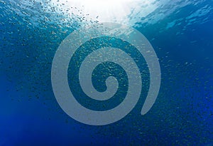 Beautiful and huge school of Snapper fish