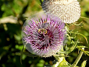 Beautiful huge thistles with bee on it found in the nature during sunny day