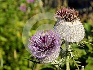 Beautiful huge thistles found in the nature