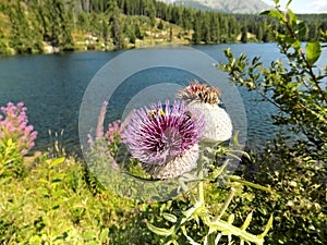 Beautiful huge thistles found in the nature with lake background