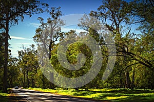 Beautiful huge Tuart Trees. One of a kind in the world. A number of Tuart forests stretch along this part of the coast line. near