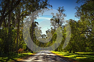 Beautiful huge Tuart Trees. One of a kind in the world. A number of Tuart forests stretch along this part of the coast line. near