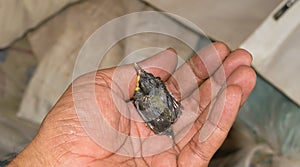 A beautiful humming bird little chick on human hand