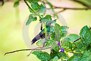 Beautiful hummingbird in Arenal Volcano National Park (Costa Rica)