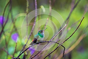Beautiful hummingbird in Arenal Volcano National Park (Costa Rica)