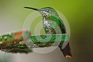 Beautiful Hummingbird as common bird of Central America rainforest