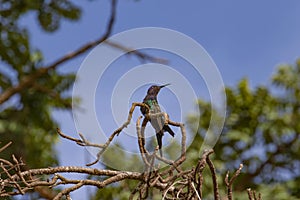 Hermoso colibrí negro azul a verde 