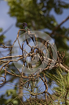 Beautiful hummingbird, black, blue and green photo