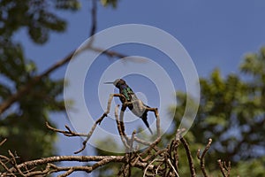 Beautiful hummingbird, black and green