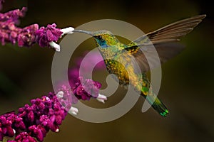 Beautiful hummingbird with blue face. Green Violet-ear, Colibri thalassinus, shiny bird from Colombia. Green bird with green