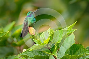 Beautiful hummingbird with blue face. Green Violet-ear, Colibri thalassinus, shiny bird from Colombia. Green bird with green