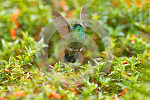 Beautiful hummingbird with blue face. Green Violet-ear, Colibri thalassinus, shiny bird from Colombia. Green bird with green