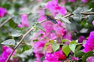 Beautiful hummingbird in the bush with flowers