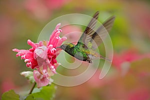 Beautiful hummingbird, Coppery-headed Emerald, Elvira cupreiceps, flying next to nice pink flower. Bird sucking nectar. Feeding sc photo