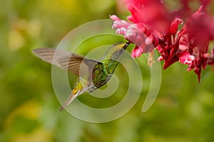 Beautiful hummingbird, Coppery-headed Emerald, Elvira cupreiceps, flying next to nice pink flower, sucking nectar, feeding scene