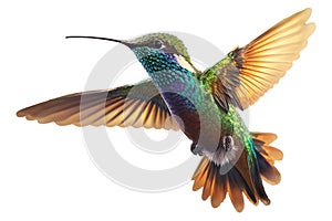 Beautiful Hummingbird in Flight on white background . AI generated Illustration