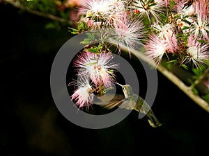 Hummingbird kissing a flower photo