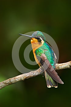 Beautiful hummingbird. Orange and green small bird from mountain cloud forest in Costa Rica. Purple-throated Mountain-gem