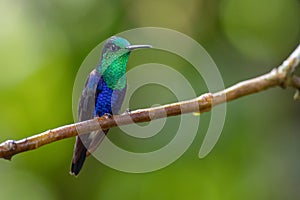 Beautiful hummingbird posing calmly on a branch