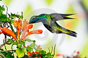 Beautiful hummingbird sipping nectar from an orange tubular flower.