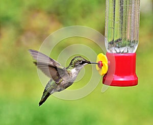 Beautiful Hummingbird wings