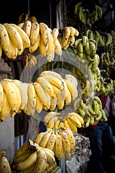 Beautiful hundreds of yellow and ripe bananas icing on cords in some fruit shop in Asia