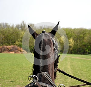 Beautiful Hungarian Gidran horse is trotting