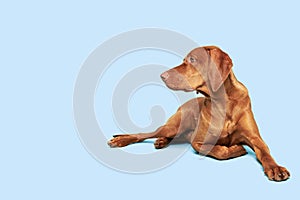 Beautiful hungarian vizsla dog full body studio portrait. Dog lying down and looking to the side over pastel blue background.