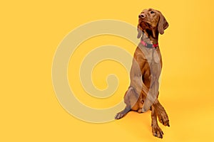 Beautiful hungarian vizsla dog full body studio portrait. Dog wearing red collar over bright yellow background.