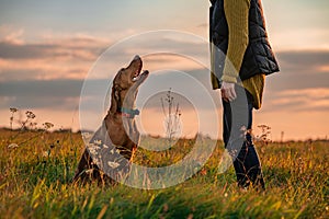 Beautiful Hungarian Vizsla dog and its owner during outdoors obedience training session. Sit and stay command.