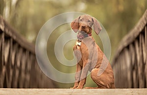 Beautiful hungarian vizsla dog on the wooden bridge photo