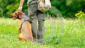 Beautiful Hungarian Vizsla puppy and its owner during obedience training outdoors. Heel command back view.