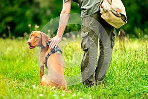 Beautiful Hungarian Vizsla puppy and its owner during obedience training outdoors. Heel command back view.