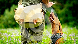 Beautiful Hungarian Vizsla puppy and its owner during obedience training outdoors. Sit command side view.