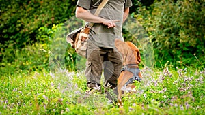 Beautiful Hungarian Vizsla puppy and its owner during obedience training outdoors. Sit and stay command.