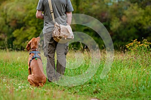 Beautiful Hungarian Vizsla puppy and its owner during obedience training outdoors. Sit and stay command.