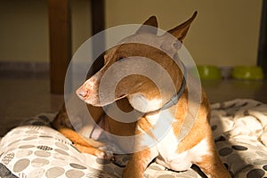 Beautiful hunting dog with brown hair, dog collar. on the couch