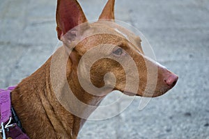 Beautiful hunting dog with brown hair, dog collar. looking to the camera